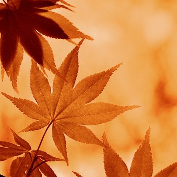 乐橙网主编在书架前翻阅资料并做批注，午后光线洒在摊开的笔记本上，呈现出长期积累的编辑工作状态